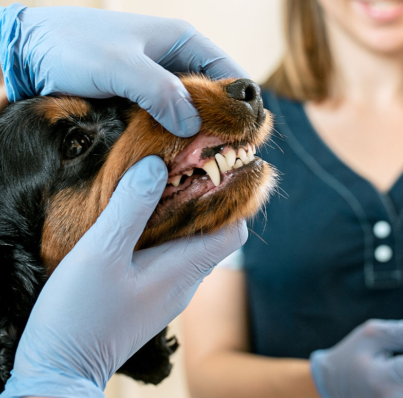 chaoubet-services_0002_medicine-pet-care-people-concept-dog-veterinarian-doctor-vet-clinic