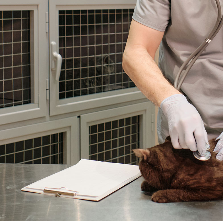 chaoubet-services_0005_mature-vet-uniform-examining-listening-cat-with-stethoscope-clinic