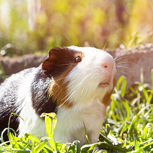 especes-soignees_0000_cute-guinea-pig-green-grass-garden