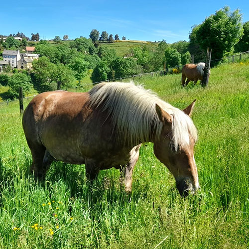 especes-soignees_0001_CHEVAUX PATURAGE