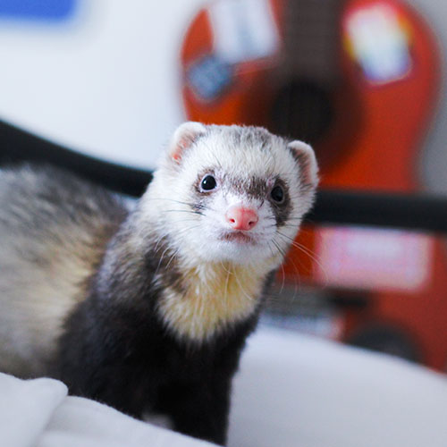 especes-soignees_0001_close-up-ferret