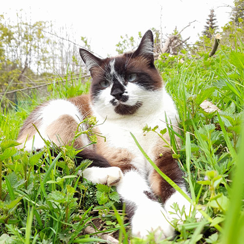 especes-soignees_0002_CHATTE DANS L’HERBE