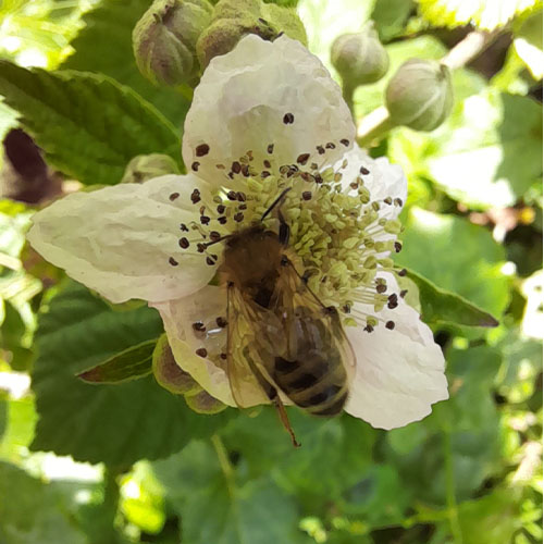 especes-soignees_0003_ABEILLE SUR FLEUR DE RONCE