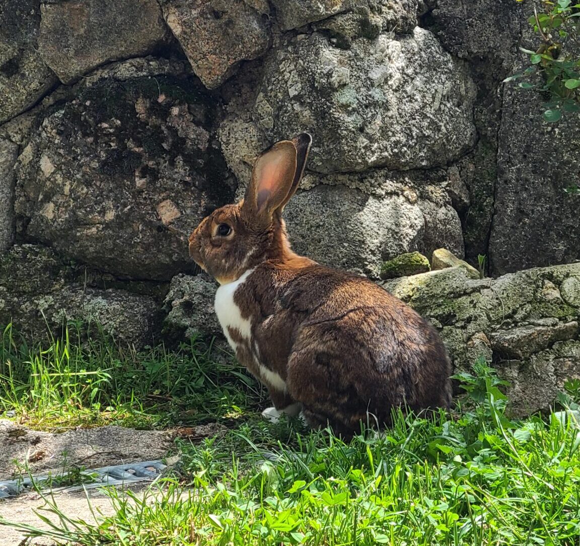 lapin2