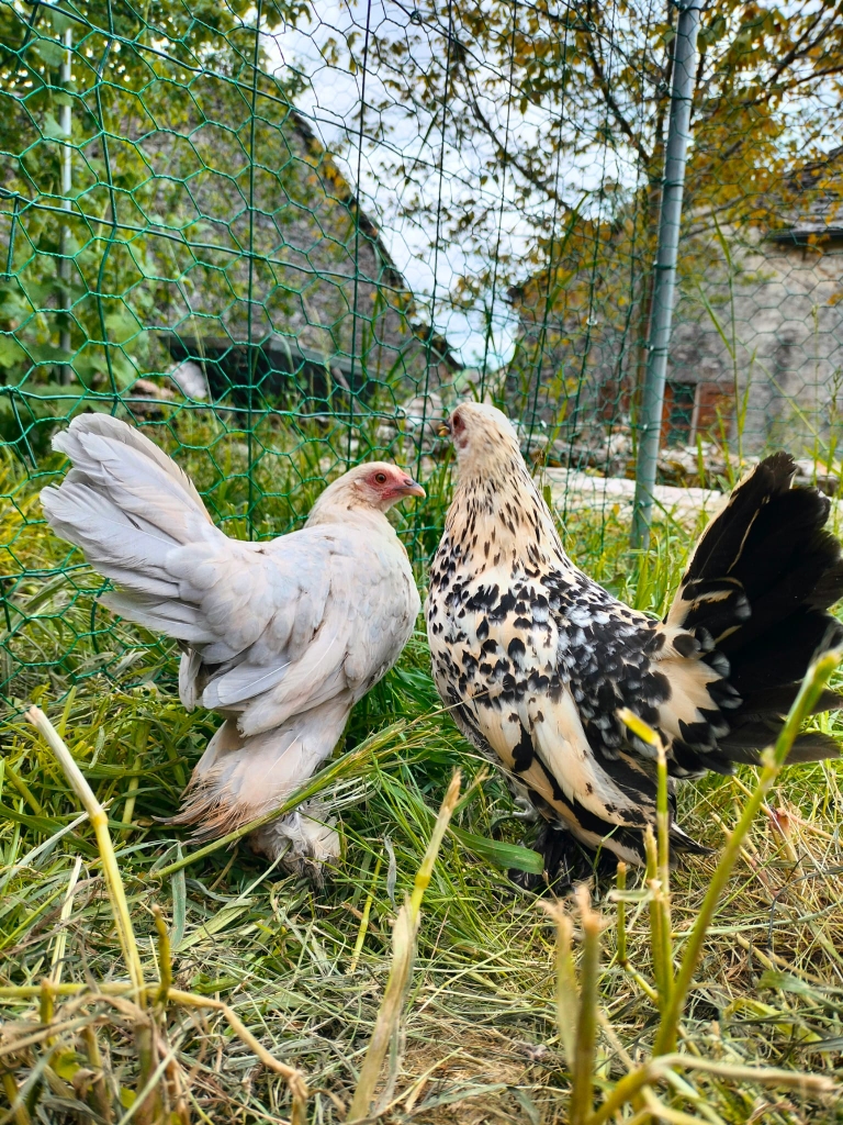poule